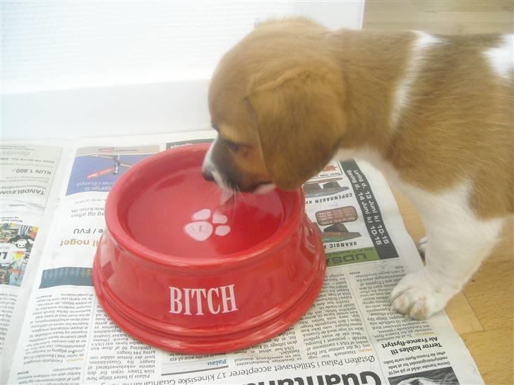 Jack russell terrier Sov sødt lille Liva billede 3