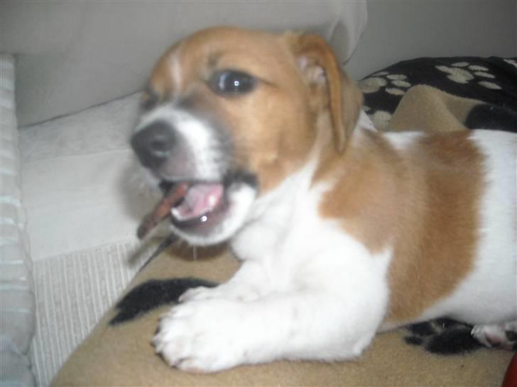 Jack russell terrier Sov sødt lille Liva billede 4