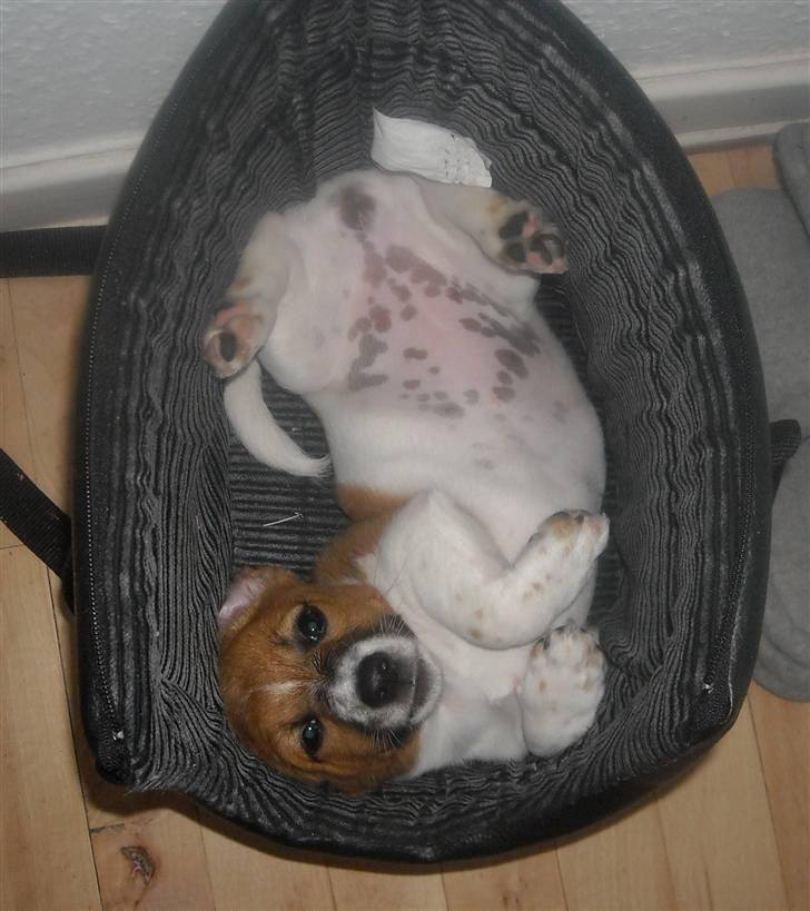 Jack russell terrier Sov sødt lille Liva billede 5