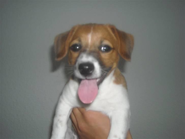 Jack russell terrier Sov sødt lille Liva - Liva 10 uger billede 6