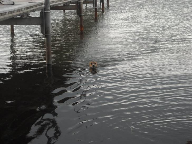 Jack russell terrier Sov sødt lille Liva billede 7