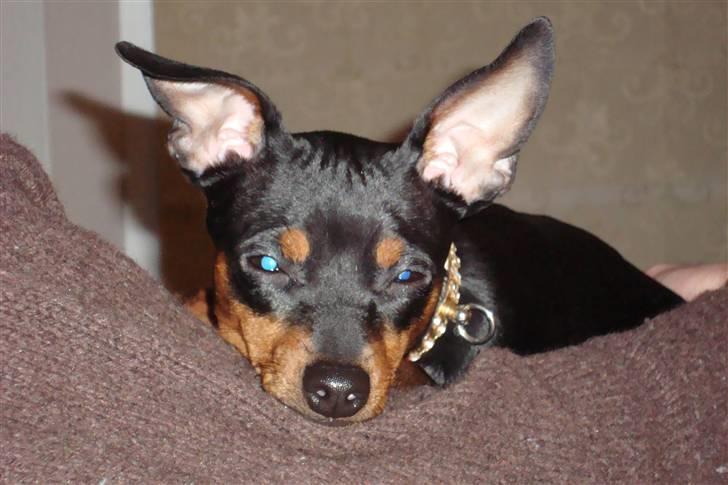 Dvaergpinscher cherrie billede 1