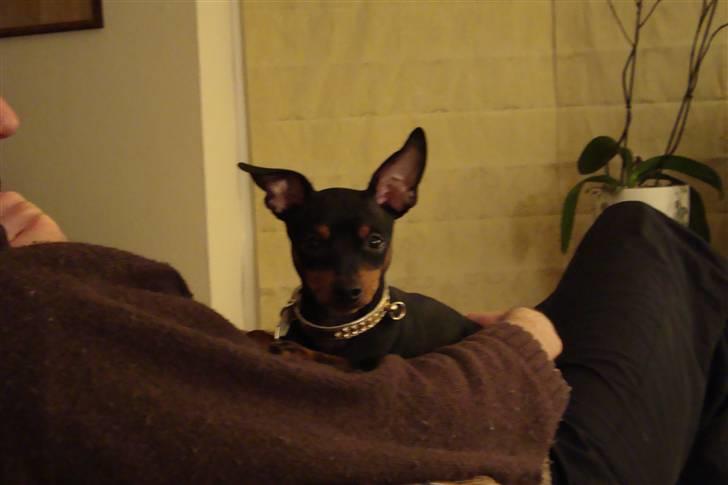 Dvaergpinscher cherrie billede 2