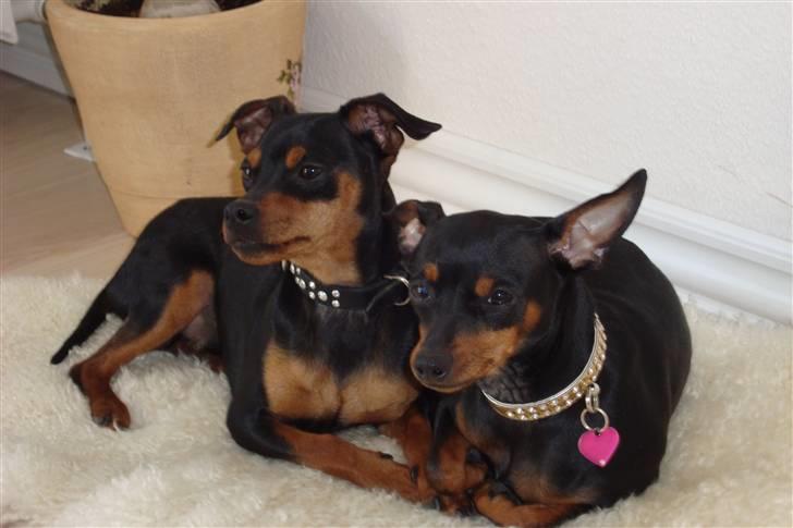 Dvaergpinscher cherrie billede 3