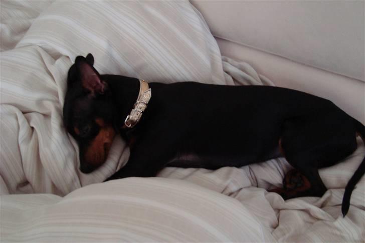 Dvaergpinscher cherrie billede 4