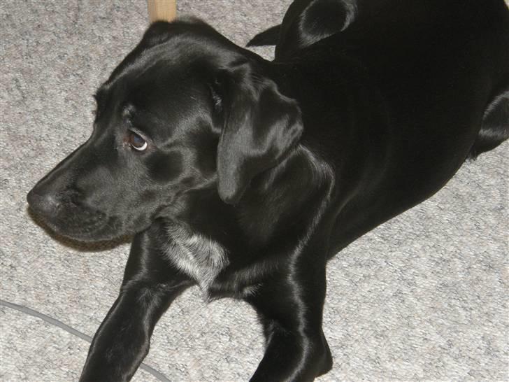 Labrador retriever Chico (Givet væk) billede 1