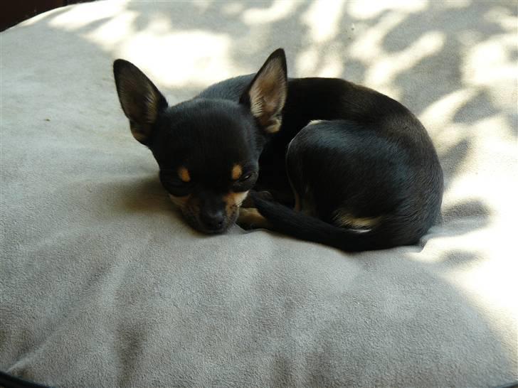 Chihuahua Bonni - Bonni 5 mån. billede 11