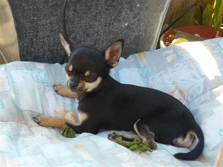 Chihuahua Bonni - Øv, det er sååååå varmt ude.  Bonni 5 1/2 mån billede 12