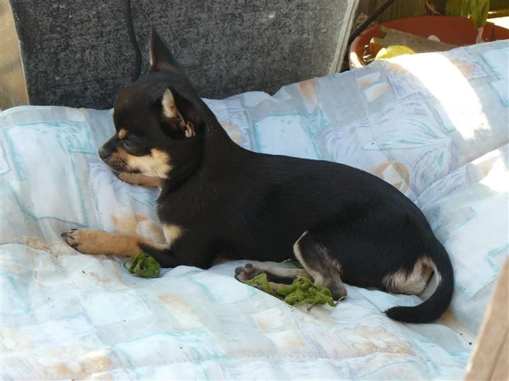 Chihuahua Bonni - Har i hvert fald ikke brug for frakken nu.  billede 13
