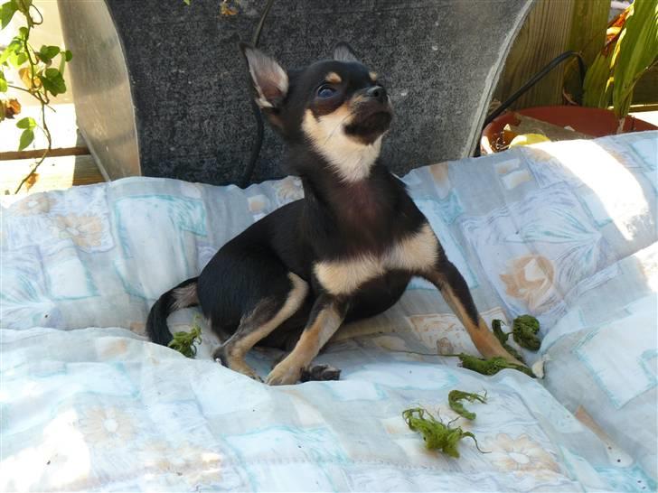 Chihuahua Bonni - Hvordan orker de fugler at flyve i den varme!!!! billede 14