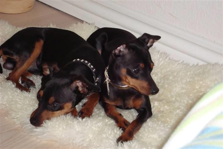 Dvaergpinscher cherrie billede 5