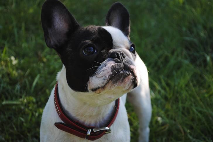 Fransk bulldog kiki .Rip. billede 8