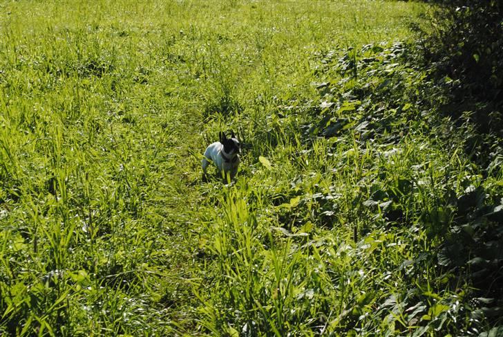 Fransk bulldog kiki .Rip. billede 2