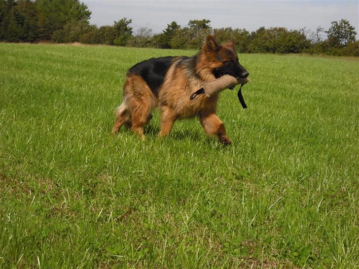Schæferhund Dexter nyt hjem - jeg er stoooolt billede 12