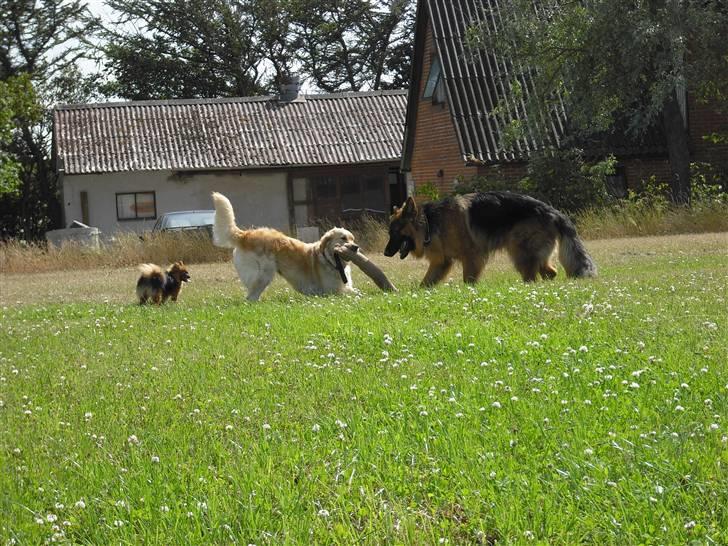 Schæferhund Dexter nyt hjem billede 15