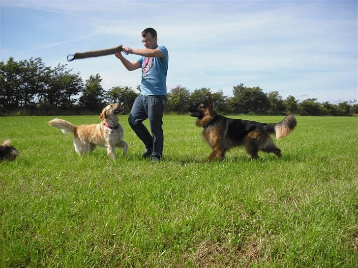 Golden retriever One'aby  billede 9