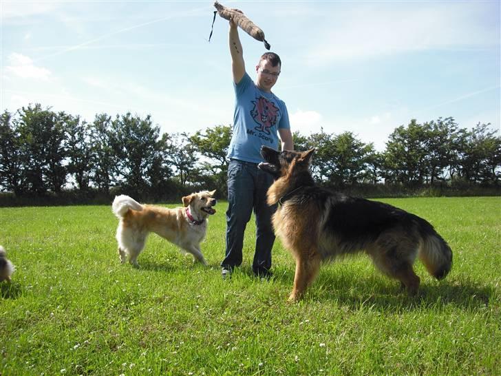 Golden retriever One'aby  billede 10