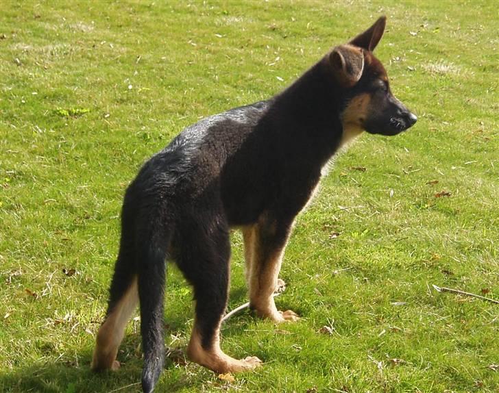 Schæferhund - "Bjarli oliver" - King billede 7