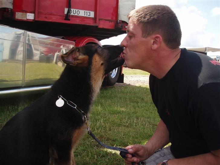 Schæferhund - "Bjarli oliver" - King - Stort kys til far :-) billede 8
