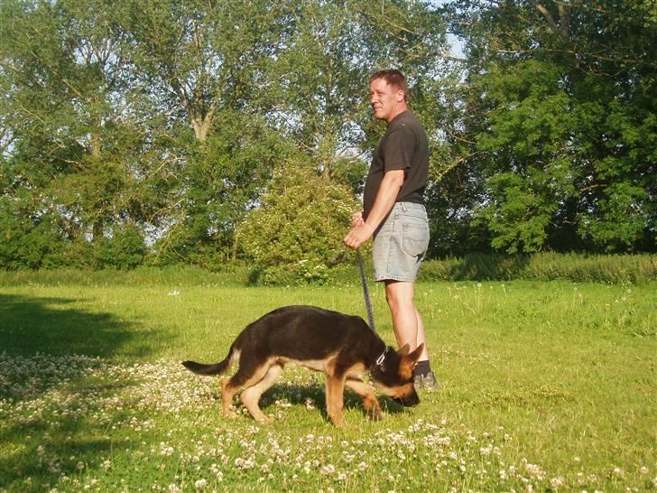 Schæferhund - "Bjarli oliver" - King - King til hundetræning... billede 9