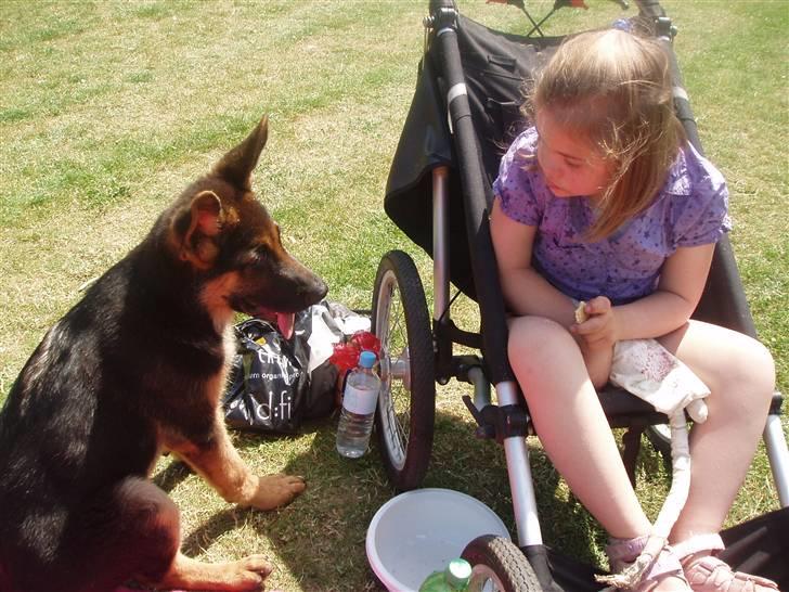 Schæferhund - "Bjarli oliver" - King - Tur til Skovsøen med mor, Nicklas og Camilla en VARM sommerdag billede 10