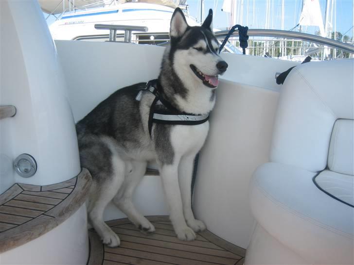 Siberian husky Zico Født i Juelsminde - Ved ik lige hvorfor den underlige hund skal sidde så sjovt. billede 14