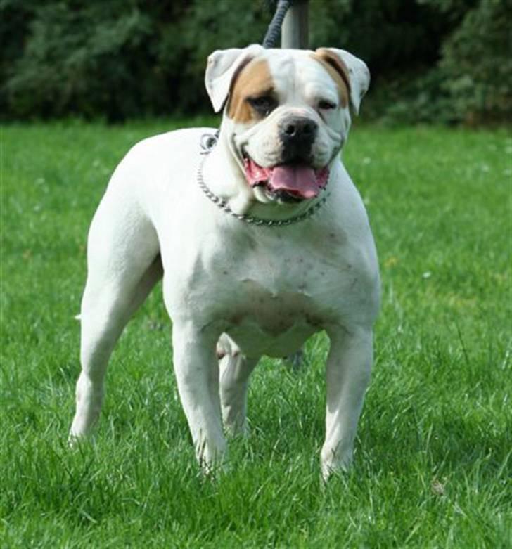 Amerikansk bulldog Østergård`s donna R.I.P - donna`s mor.. de ligner hinanden meget billede 17