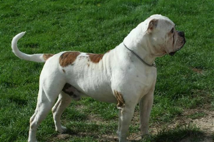 Amerikansk bulldog Østergård`s donna R.I.P - donna`s farmand billede 18