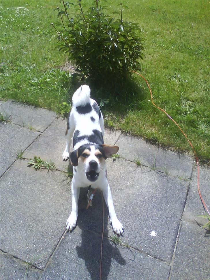 Dansk svensk gaardhund Chicko - Hej, og velkommen til min profil (: billede 1