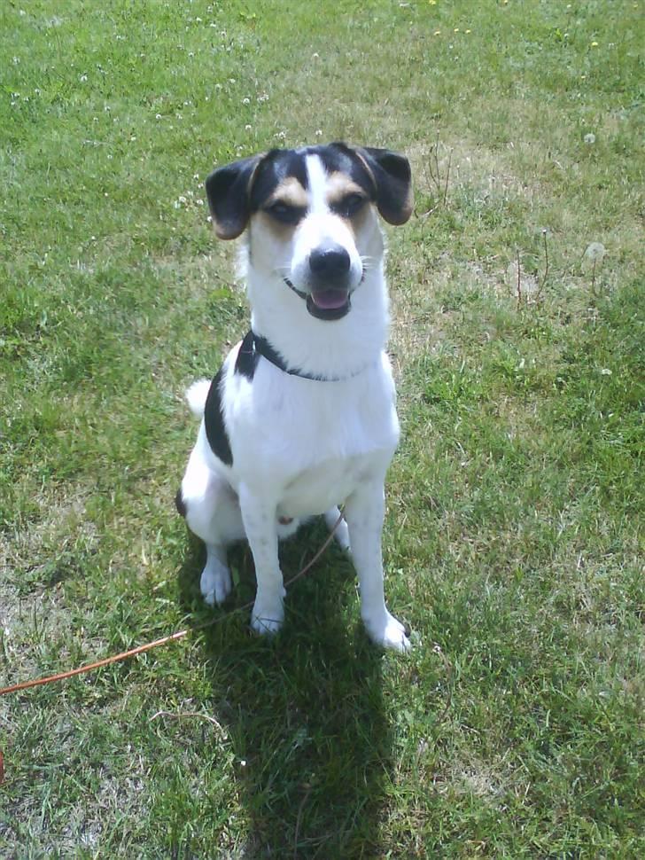 Dansk svensk gaardhund Chicko billede 2