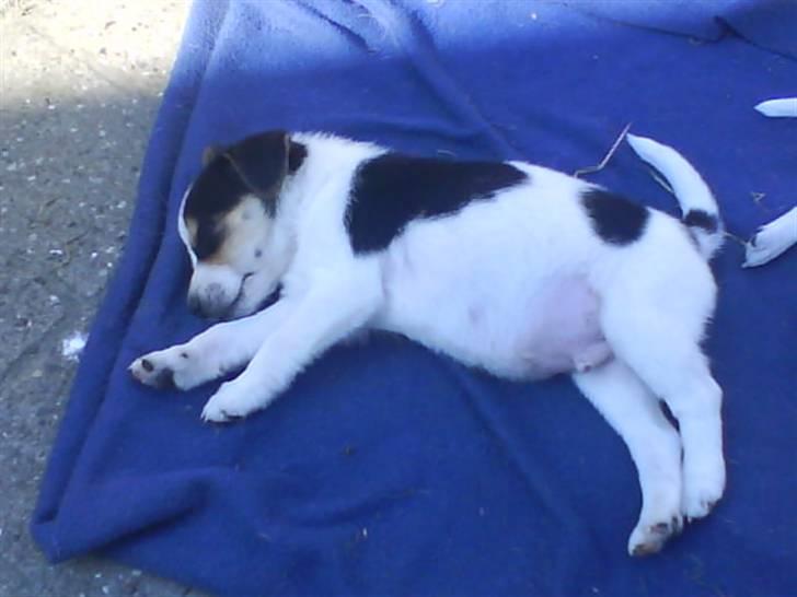 Dansk svensk gaardhund Chicko billede 3