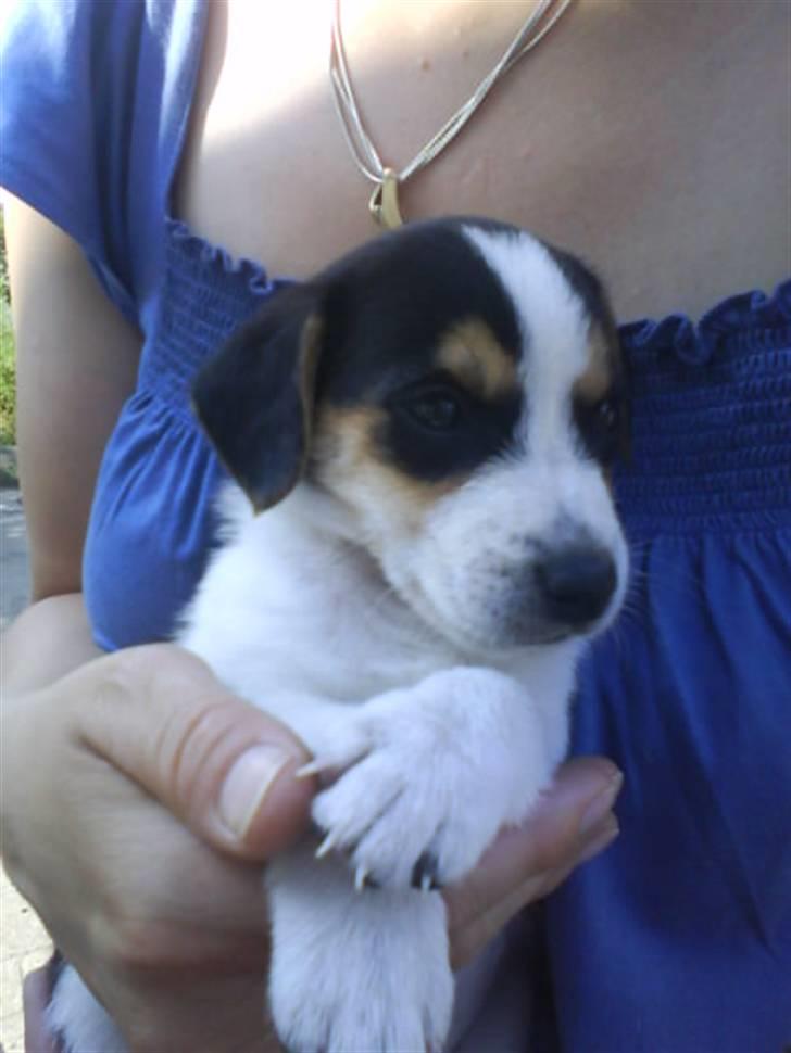 Dansk svensk gaardhund Chicko billede 4