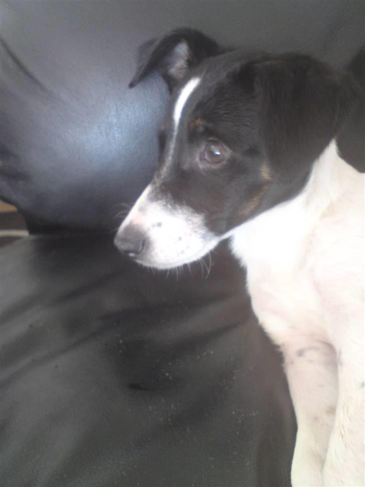 Dansk svensk gaardhund Freya - Velkommen til Freya´s profil :o) billede 1