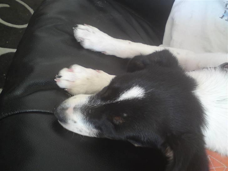 Dansk svensk gaardhund Freya - Sove sove sove... Efter en laang gåtur ;o) billede 3