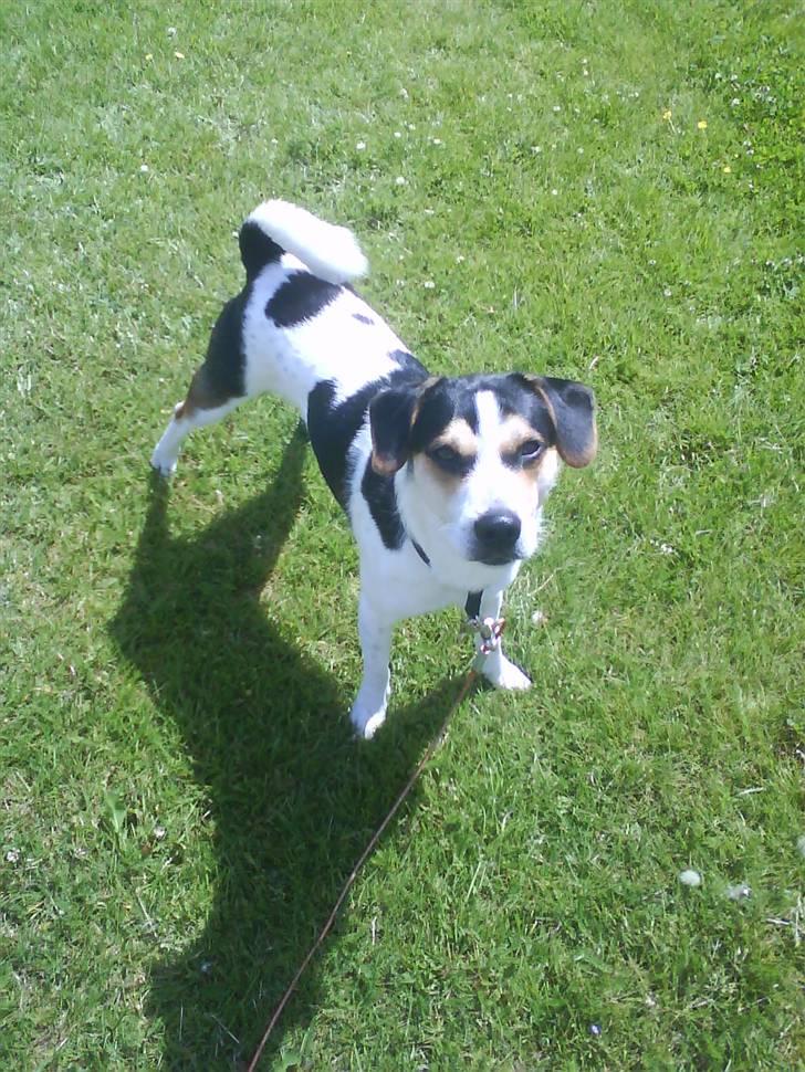 Dansk svensk gaardhund Chicko billede 5