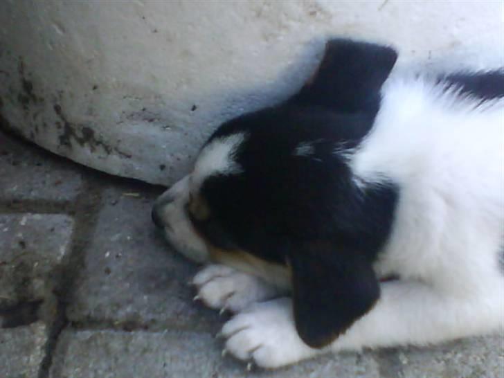 Dansk svensk gaardhund Chicko billede 6