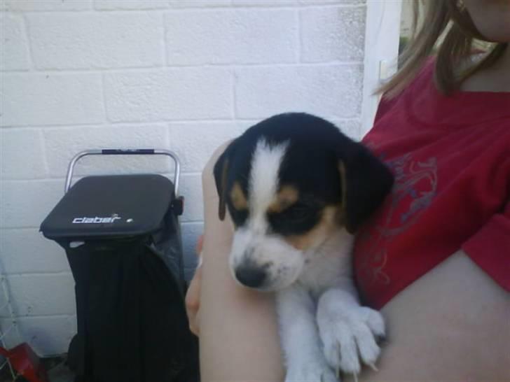 Dansk svensk gaardhund Chicko billede 7