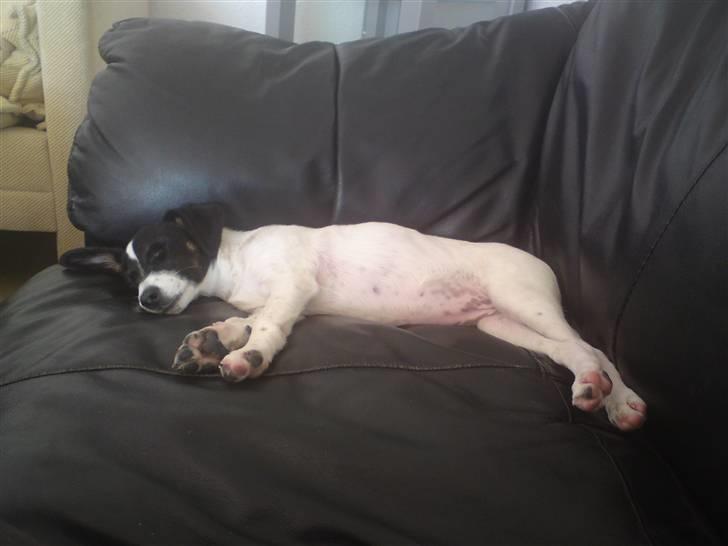 Dansk svensk gaardhund Freya - Puha, det er hårdt at være en lille baby - sove sove sove ;o) billede 4