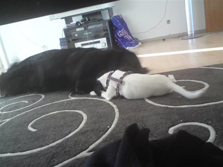 Dansk svensk gaardhund Freya - Lege lege lege - Bamse skulle lige mærke at jeg er vant til at lege med store hunde, he he ;o) billede 5