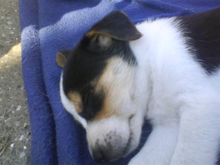 Dansk svensk gaardhund Chicko billede 8