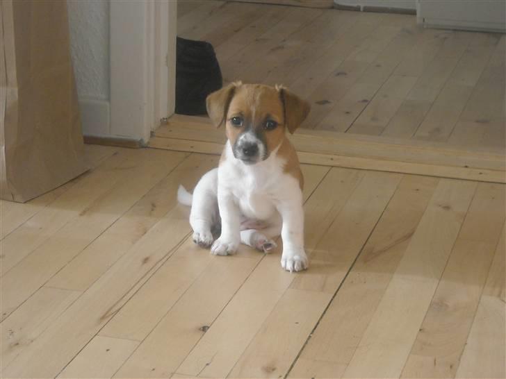 Jack russell terrier Sov sødt lille Liva - 8 uger billede 8