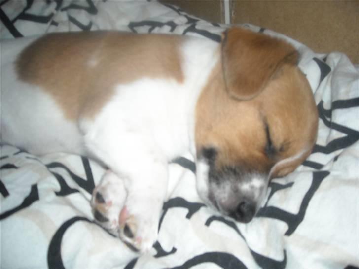 Jack russell terrier Sov sødt lille Liva - 12/6-09 Den dag vi fik hende billede 9