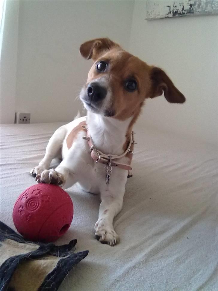 Jack russell terrier Sov sødt lille Liva - Marts 2011. De sidste billeder inden hun døde :´( billede 10