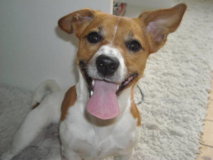 Jack russell terrier Sov sødt lille Liva - Sommer 2010 billede 11