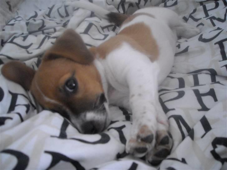 Jack russell terrier Sov sødt lille Liva billede 12