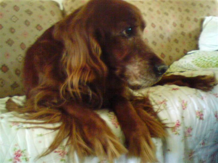 Irsk setter Vega nu himmelhund :,( billede 15