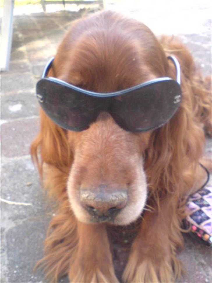 Irsk setter Vega nu himmelhund :,( billede 16