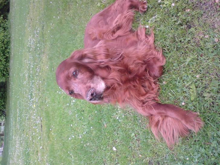 Irsk setter Vega nu himmelhund :,( billede 17