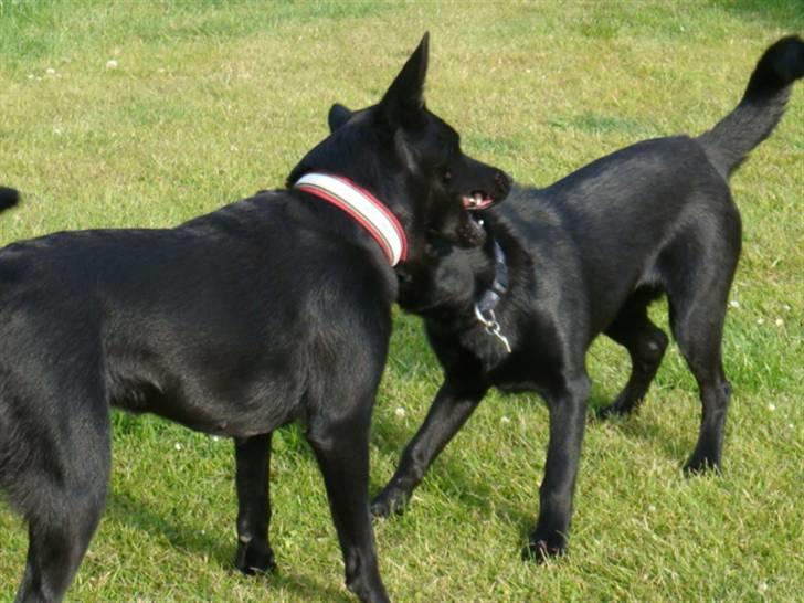 Australsk kelpie Coc-free Zoe billede 2