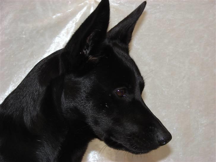 Australsk kelpie Coc-free Zoe billede 3